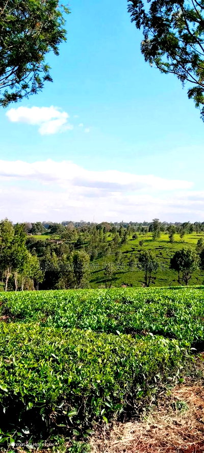 Two Acres for Sale in Tigoni - Image 6