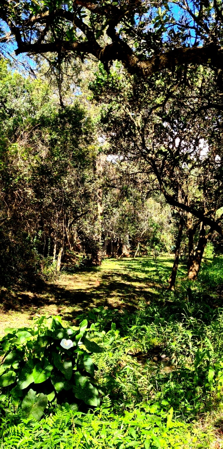 5-Acre Garden Land with Parking - Nanyuki