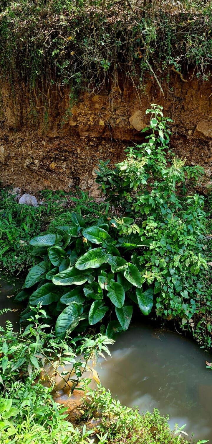 5-Acre Garden Land with Parking - Nanyuki