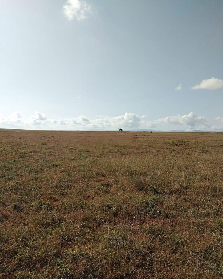 43-Acre Farm with Borehole - KSh 3.7M