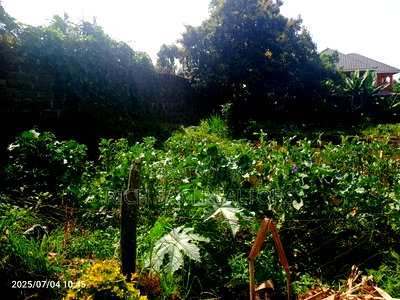 50/100 Plot on Sale Kiamunyi Olivin Centre - Image 5