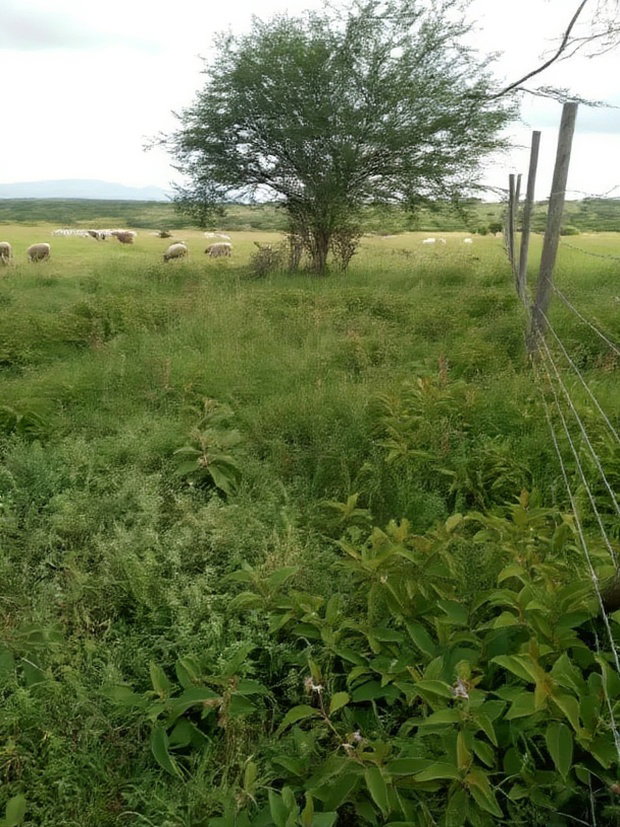 Kajiado Bisil