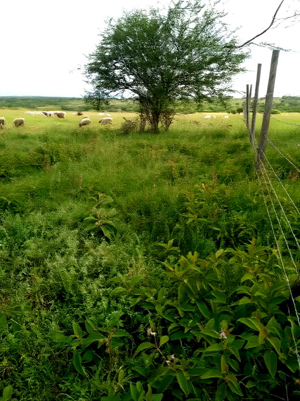 Kajiado Bisil