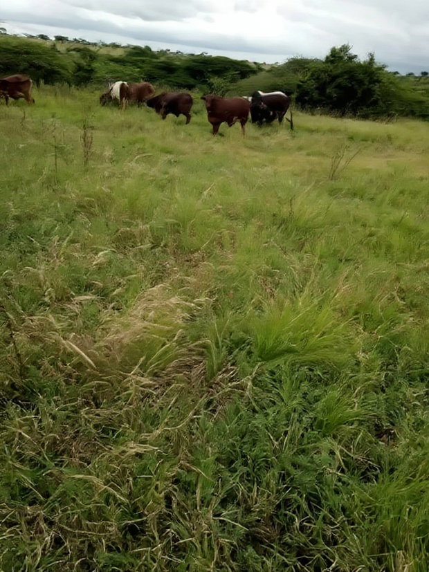 Kajiado Bisil