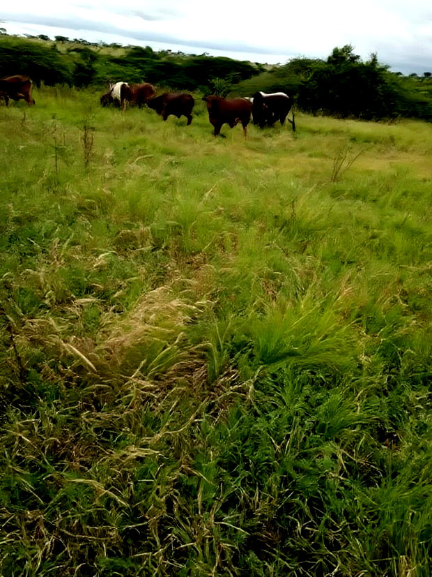 Kajiado Bisil