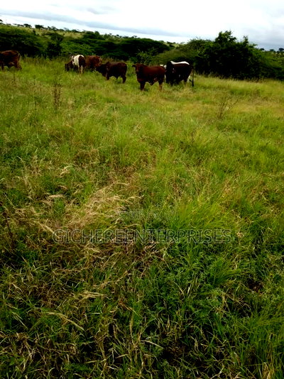 Kajiado Bisil - Image 2