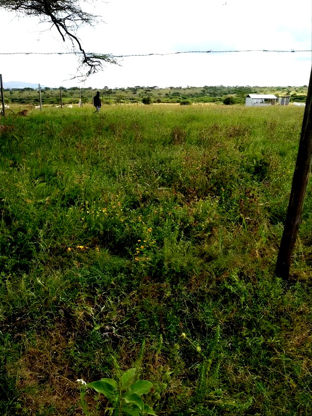 Kajiado Bisil