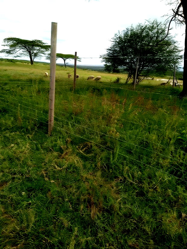 Kajiado Bisil