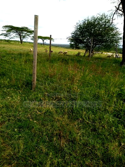 Kajiado Bisil - Image 4