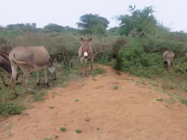 Kajiado Bisil