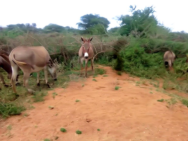Kajiado Bisil