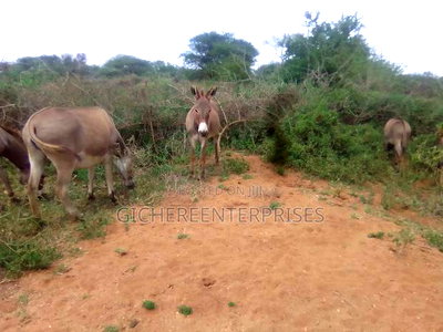 Kajiado Bisil - Image 5