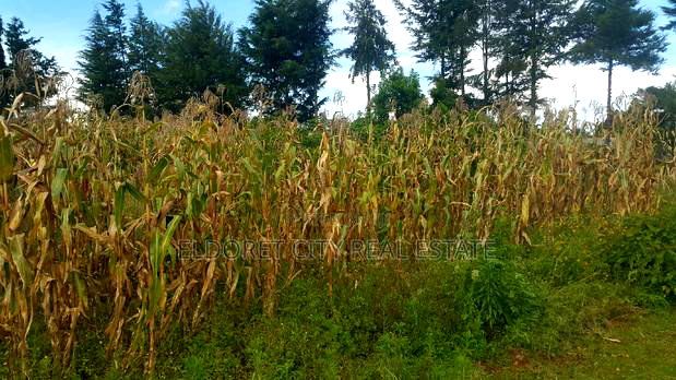 1/4 Plot Kuinet 300metres From Tarmac