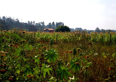 KSh 8M Garden Plot with Parking - Ndumberi