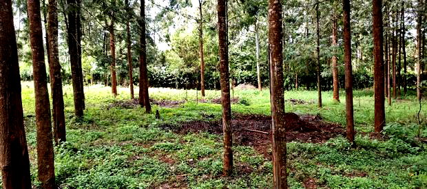 50*100 Plot for Sale in Ngong Kibiko