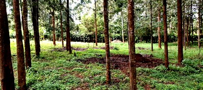 50*100 Plot for Sale in Ngong Kibiko - Image 1