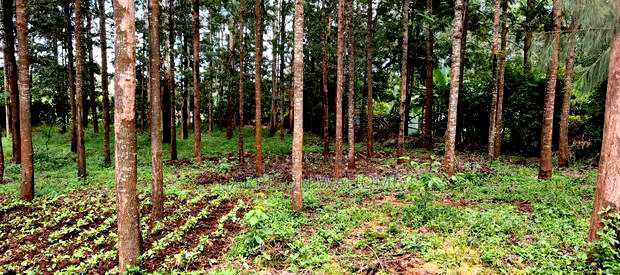50*100 Plot for Sale in Ngong Kibiko