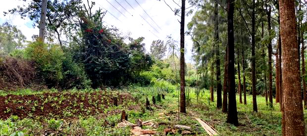 50*100 Plot for Sale in Ngong Kibiko