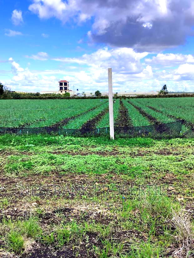 Isinya Prime Plots