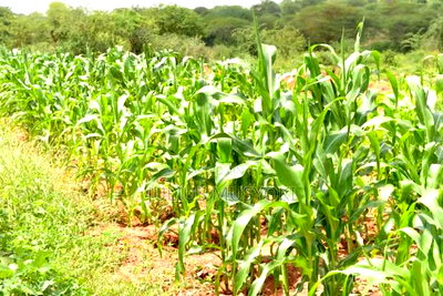 21 Acres Ngaamba Makueni - Image 1