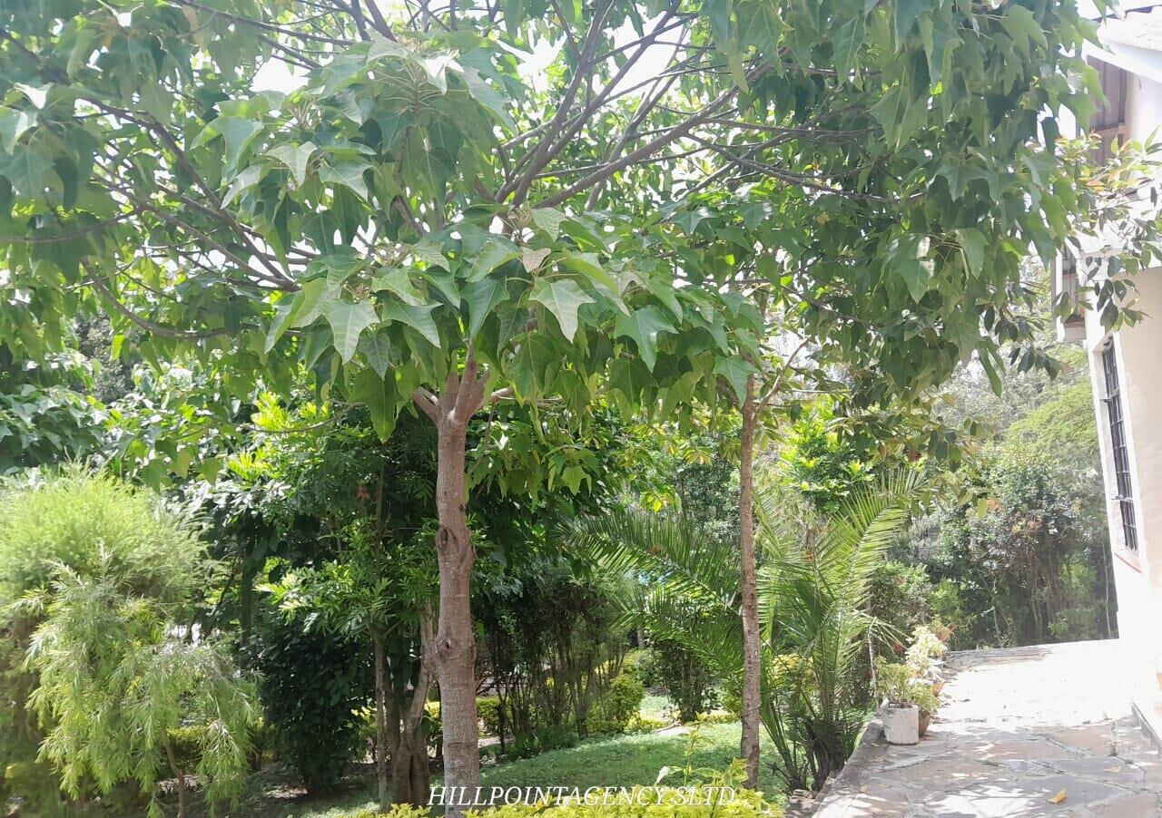 Quarter Acre 3BR Garden Home at KSh 40K