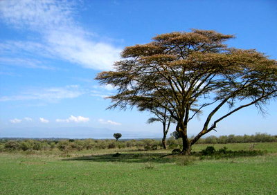 25-Acre Garden Plot with Parking at KSh 3.9M