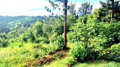 Muranga, 1 3/4 Acres, 3 Bedroom House. - Image 4