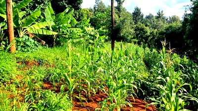 Muranga, 1 3/4 Acres, 3 Bedroom House. - Image 10