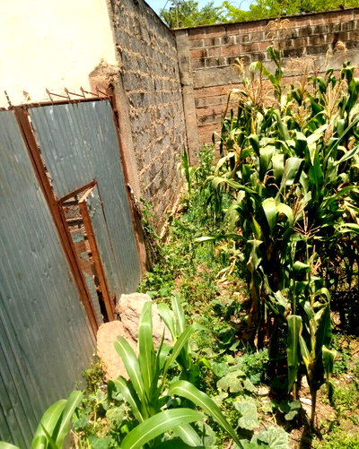 50x100 Plot with Garden in Jamhuri