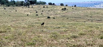 20 Acres for Sale in Email Oloitoktok Road - Image 1