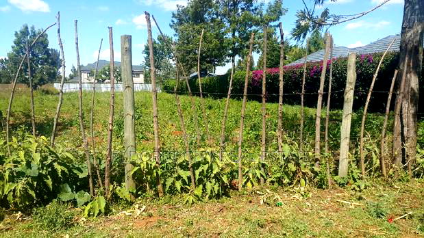 Good Residential Area in Upper Elgonview