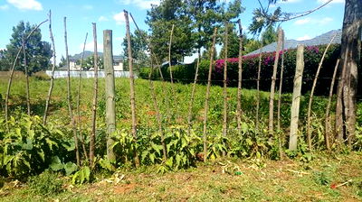 Good Residential Area in Upper Elgonview - Image 1