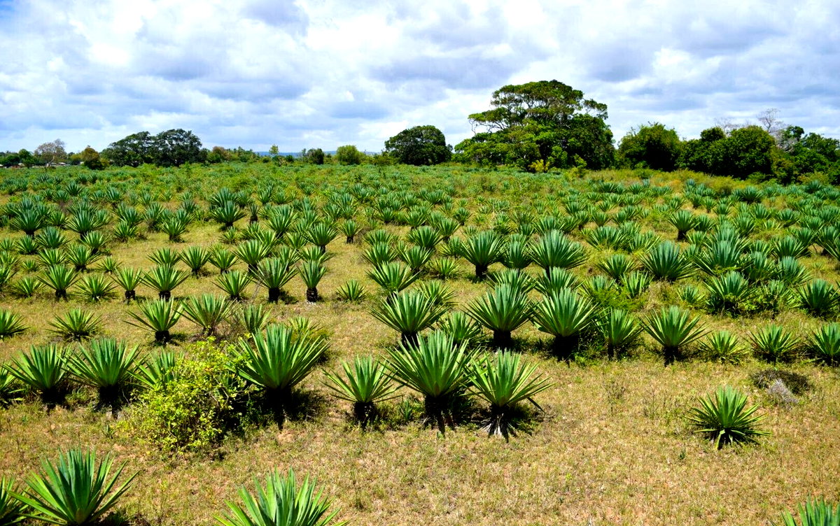 Bronze Plot at KSh 4.5M
