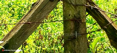 10 Acres on Sale in Ngorika at 2.5m Per Acre With Ready Title. - Image 8