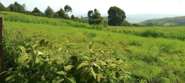 10 Acres on Sale in Ngorika at 2.5m Per Acre With Ready Title.