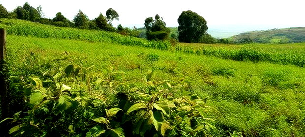 10 Acres on Sale in Ngorika at 2.5m Per Acre With Ready Title.