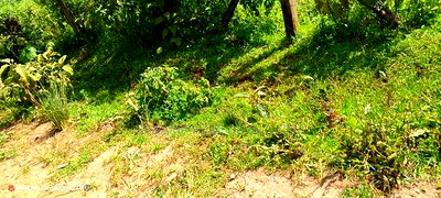 10 Acres on Sale in Ngorika at 2.5m Per Acre With Ready Title. - Image 6