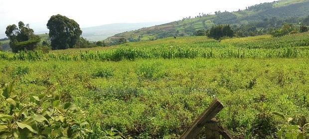 10 Acres on Sale in Ngorika at 2.5m Per Acre With Ready Title.