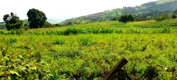 10 Acres on Sale in Ngorika at 2.5m Per Acre With Ready Title.