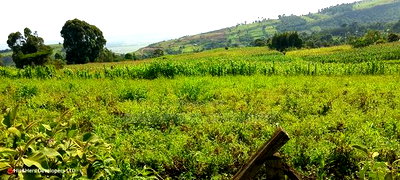 10 Acres on Sale in Ngorika at 2.5m Per Acre With Ready Title. - Image 3