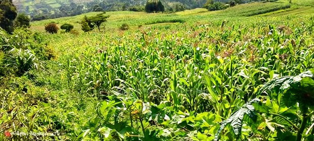 10 Acres on Sale in Ngorika at 2.5m Per Acre With Ready Title.