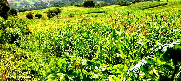10 Acres on Sale in Ngorika at 2.5m Per Acre With Ready Title.