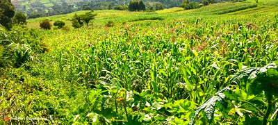 10 Acres on Sale in Ngorika at 2.5m Per Acre With Ready Title. - Image 2