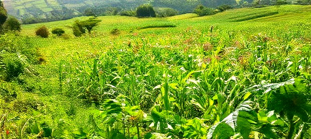 10 Acres on Sale in Ngorika at 2.5m Per Acre With Ready Title.