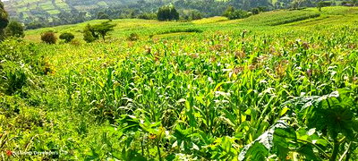 10 Acres on Sale in Ngorika at 2.5m Per Acre With Ready Title. - Image 1