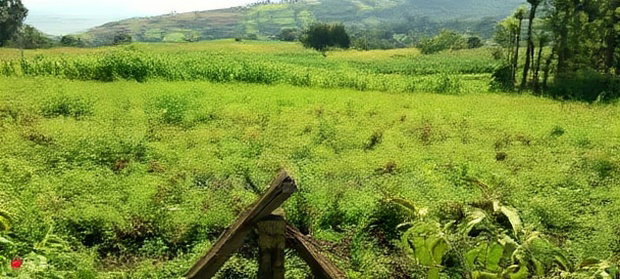 10 Acres on Sale in Ngorika at 2.5m Per Acre With Ready Title.