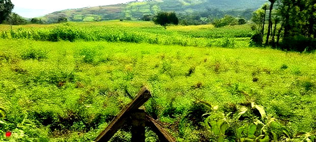 10 Acres on Sale in Ngorika at 2.5m Per Acre With Ready Title.