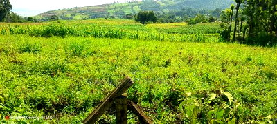 10 Acres on Sale in Ngorika at 2.5m Per Acre With Ready Title. - Image 4