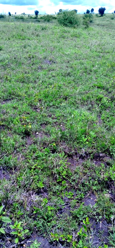1-Acre Commercial Land with Garden