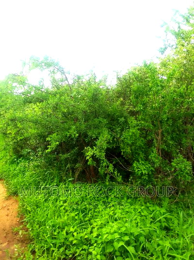 150acres for Sale - Image 2